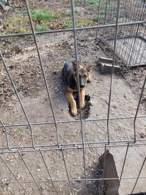 Pui din rasa ciobănesc german