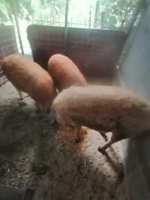 Vand porci mangalita - imagine 2