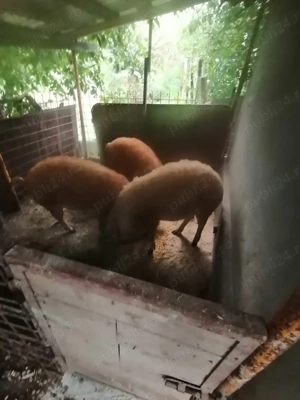 Vand porci mangalita - imagine 3