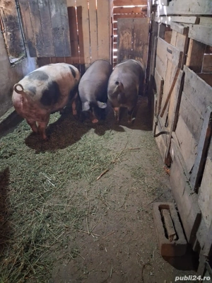 Vând porci  - imagine 4