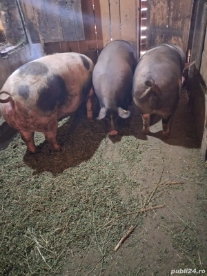 Vând porci  - imagine 2