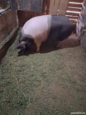 Vând porci  - imagine 3