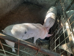 Vand porci grasuni ideal pt proțap - imagine 3 Vand porci grasuni ideal pt proțap - imagine 3