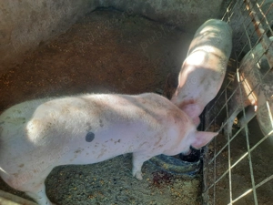 Vand porci grasuni ideal pt proțap - imagine 2 Vand porci grasuni ideal pt proțap - imagine 2