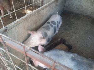 Vand porci grasuni ideal pt proțap - imagine 4 Vand porci grasuni ideal pt proțap - imagine 4