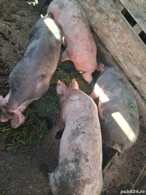 Vand șoldani  - imagine 3