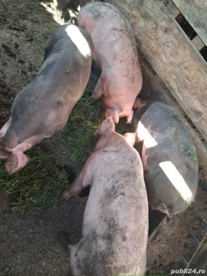 Vand șoldani  - imagine 2