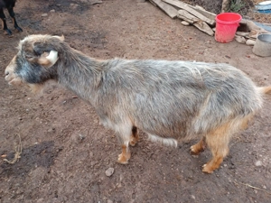 Capre de vânzare - imagine 5 Capre de vânzare - imagine 5