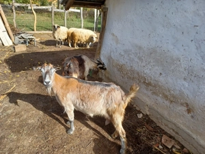 Capre de vânzare - imagine 1 Capre de vânzare - imagine 1