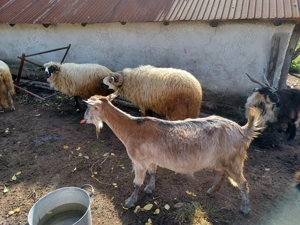 Capre de vânzare - imagine 3 Capre de vânzare - imagine 3