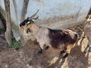 Capre de vânzare - imagine 2 Capre de vânzare - imagine 2