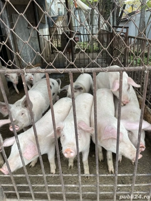 Porci de vanzare - imagine 5 Porci de vanzare - imagine 5