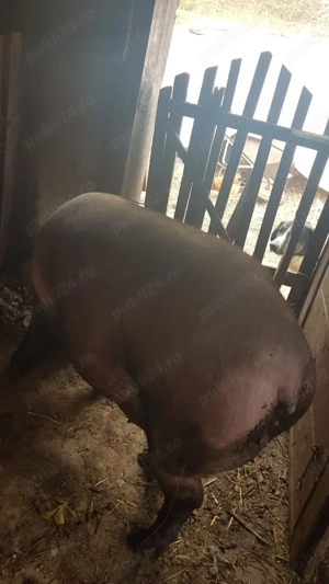 Vând Porc de tăiat - imagine 2 Vând Porc de tăiat - imagine 2