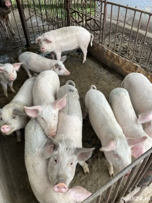 Porci de vanzare - imagine 3 Porci de vanzare - imagine 3