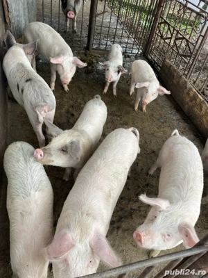 Porci de vanzare - imagine 4 Porci de vanzare - imagine 4