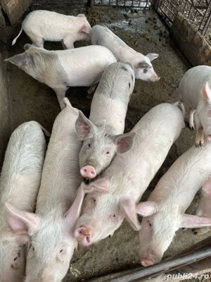 Porci de vanzare - imagine 2 Porci de vanzare - imagine 2