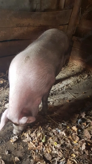 Vând Porc de tăiat