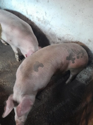 Vănd animale - imagine 2