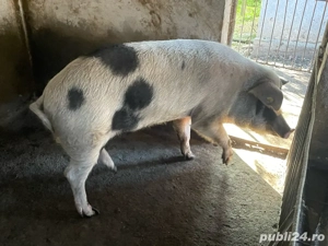 Porc de vanzare - imagine 3