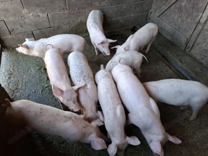 Vand purcei foarte frumosi