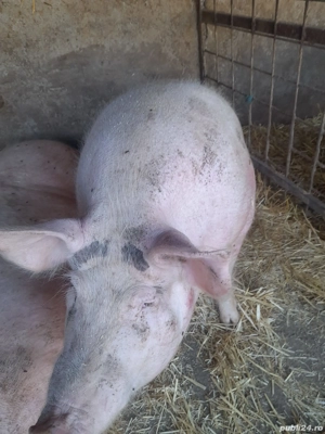 Vand porc 200 kg aproximativ  - imagine 2