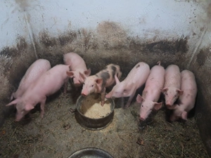 Purcei de vânzare.  - imagine 3