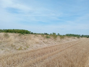 teren de vanzare Joita