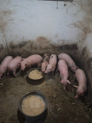 Purcei de vânzare.  - imagine 2