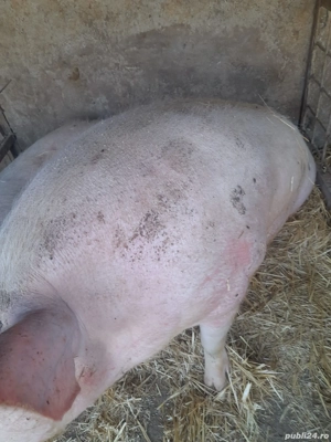 Vand porc 200 kg aproximativ  - imagine 3