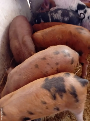 purcei petreni 9 săptămâni 