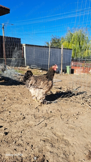 Cochinchin cu brahma superbe