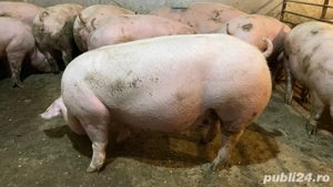 Vand porci! - imagine 2