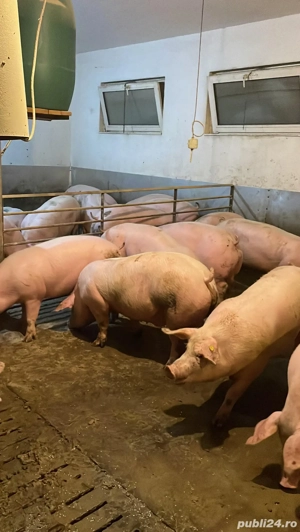 Vand porci! - imagine 4