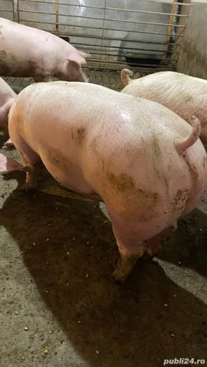 Vand porci! - imagine 3