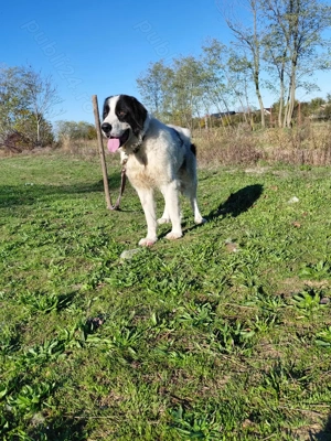 Vand mascul ciobanesc de bucovina cu pedigree - imagine 2