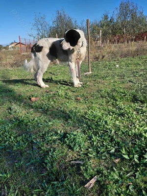 Vand mascul ciobanesc de bucovina cu pedigree - imagine 4