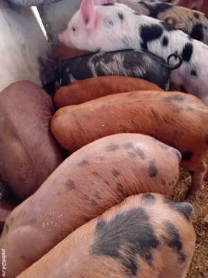 purcei petreni 9 săptămâni  - imagine 3 purcei petreni 9 săptămâni  - imagine 3