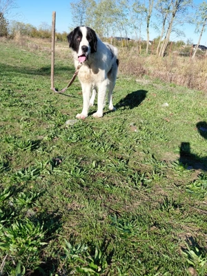 Vand mascul ciobanesc de bucovina cu pedigree - imagine 5