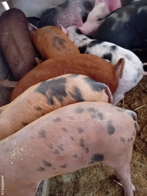 purcei petreni 9 săptămâni  - imagine 2 purcei petreni 9 săptămâni  - imagine 2