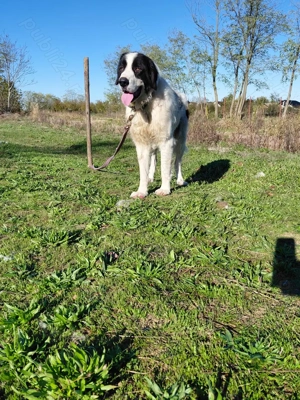 Vand mascul ciobanesc de bucovina cu pedigree - imagine 3