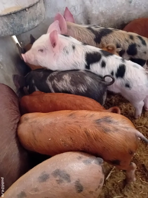 purcei petreni 9 săptămâni  - imagine 4 purcei petreni 9 săptămâni  - imagine 4