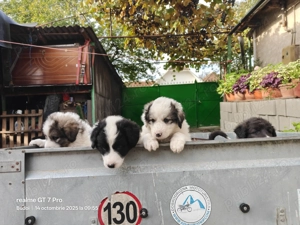  căței Ciobanesc de Bucovina 