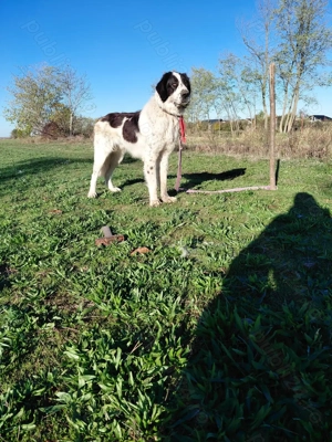 Vand mascul ciobanesc bucovina 
