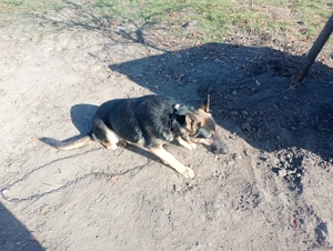 Vând câine ciobănesc german 