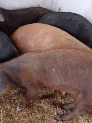 soldani 3 luni jumate 350 lei