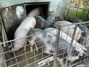 Vând porci Bio - imagine 3