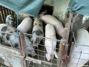 Vând porci Bio - imagine 5