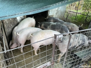 Vând porci Bio - imagine 2