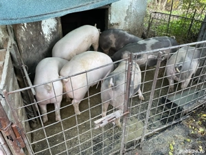 Vând porci Bio - imagine 4