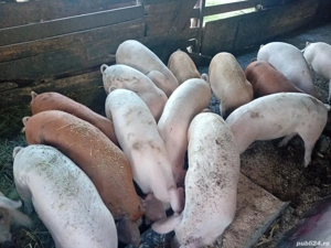 Vand porci Marele Alb, duroc si Pietrain  - imagine 5 Vand porci Marele Alb, duroc si Pietrain  - imagine 5